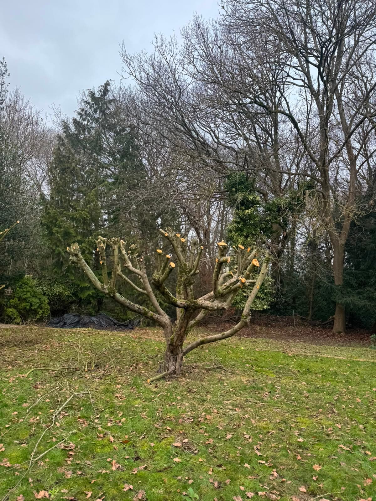 Hedge Trimming, Pruning & Planting